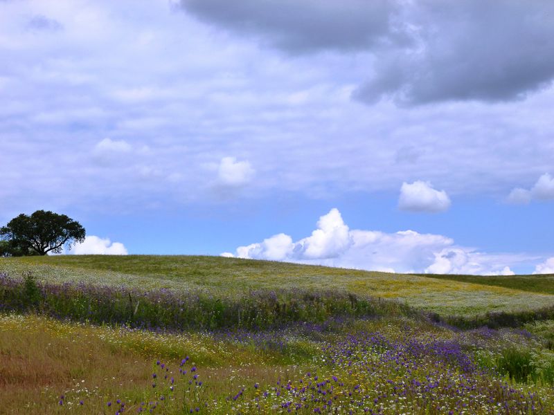 Herdade